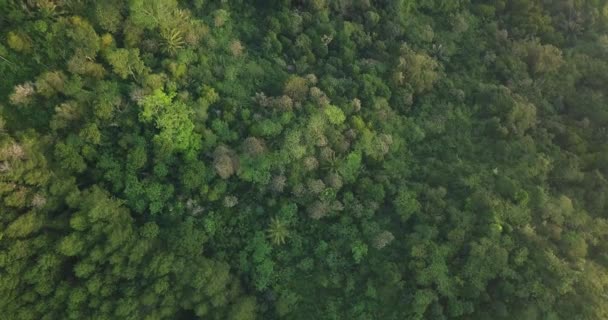 Bujny Tropikalny Krajobraz Leśny Palmami Oświetlonymi Słońcem — Wideo stockowe