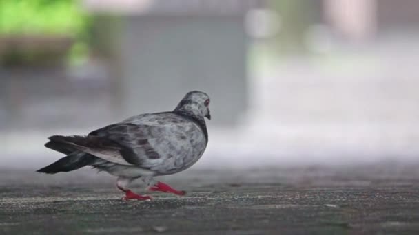 一只带尾鸽在地面上行走和啄食的静止的慢镜头 这类鸽子有一条长长的灰色带状尾巴 脖子背面也有一块发亮的斑纹 — 图库视频影像