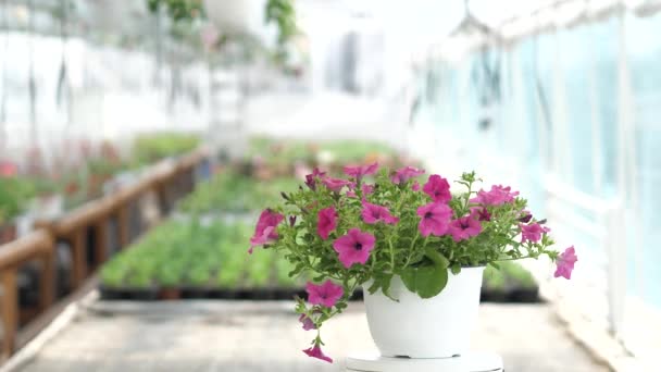 Vídeo Producto 360 Grados Con Flores Fondo Borroso — Vídeo de stock
