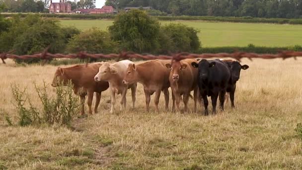 2022年7月27日錆びた鉄条網のフェンスで撮影された数頭の牛のロングショット — ストック動画