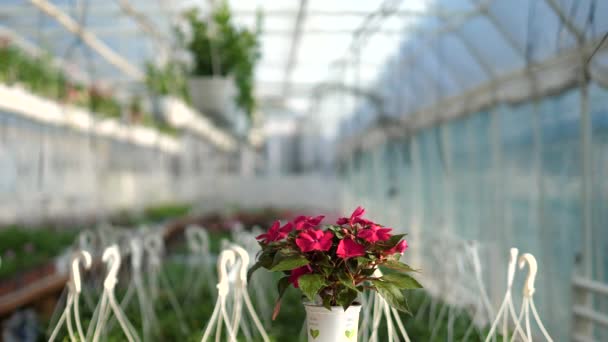 360 Graders Produkt Video Med Blommor Suddig Bakgrund — Stockvideo