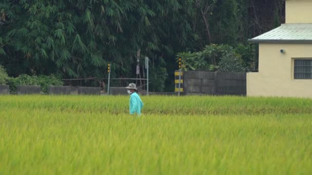 Agricultor Trabajador Que Camina Medio Hermoso Arrozal Arroz Dorado Asegurando — Vídeo de stock