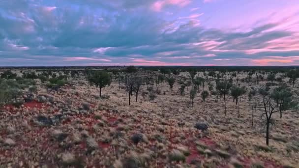 Vliegen Een Prachtige Outback Woestijn Landschap Volle Bloei Recente Regens — Stockvideo