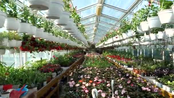 Bloemen Planten Bij Een Grote Tuinwinkel — Stockvideo