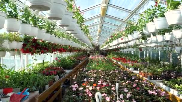Bloemen Planten Een Grote Tuin Winkel Slow Motion — Stockvideo