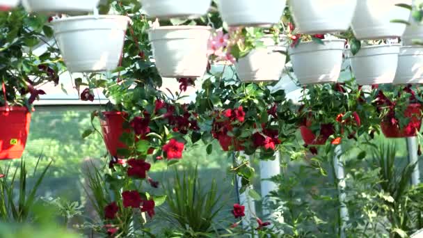 Flores Plantas Una Gran Tienda Jardín — Vídeos de Stock