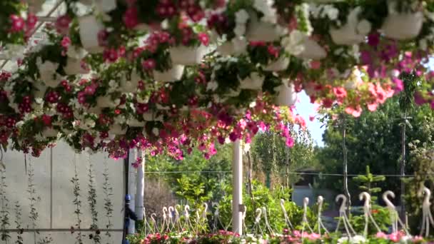 Bloemen Planten Bij Een Grote Tuinwinkel — Stockvideo