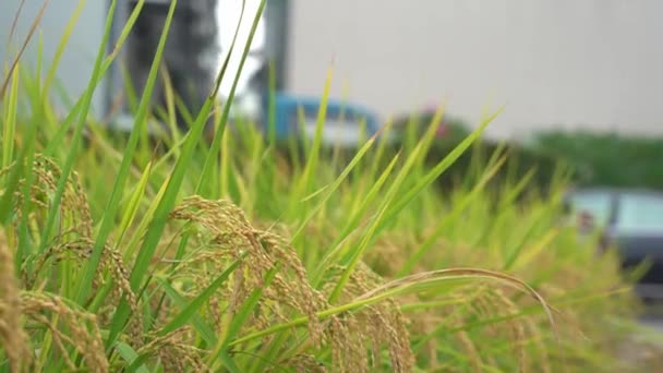 Mano Agricultor Tocando Espigas Arroz Maduras Hermoso Arrozal Arroz Dorado — Vídeo de stock