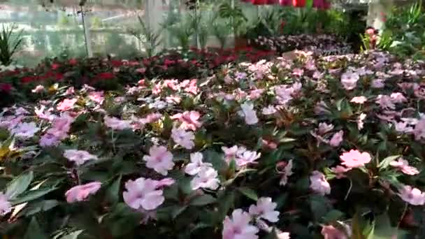 Λουλούδια Και Φυτά Ένα Μεγάλο Κατάστημα Κήπο — Αρχείο Βίντεο