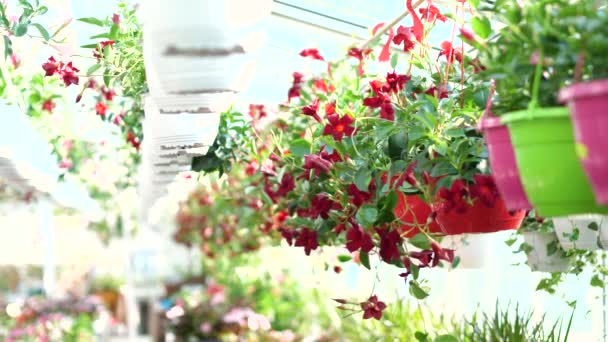 Blumen Und Pflanzen Großen Gartenladen Zeitlupe — Stockvideo