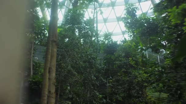 Jardín Verde Del Aeropuerto Changi Singapur — Vídeos de Stock