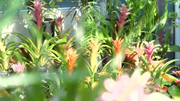 Fiori Piante Grande Negozio Giardinaggio — Video Stock