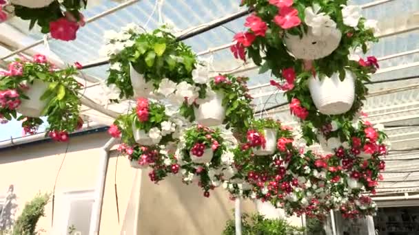 Çiçekler Bitkiler Büyük Bir Bahçe Mağazasında Yavaş Çekimde — Stok video