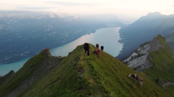 Vacas Pastando Uma Borda Íngreme Durante Pôr Sol Com Vista — Vídeo de Stock