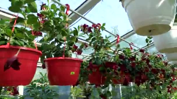 Flores Plantas Una Gran Tienda Jardín — Vídeos de Stock