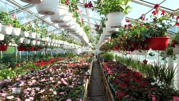 Flores Plantas Una Gran Tienda Jardín Cámara Lenta — Vídeos de Stock