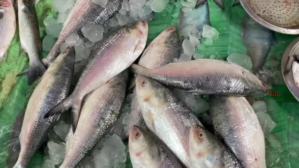 Vídeo Arriba Ilish Hilsa Que Vende Mercado Pescado Calcuta — Vídeo de stock