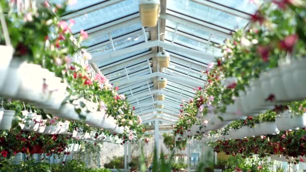 Blommor Och Växter Stor Trädgårdsbutik — Stockvideo