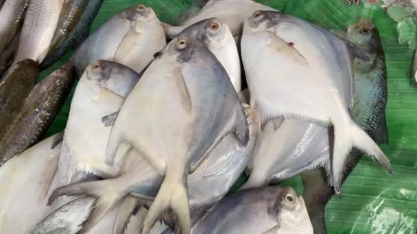 Video Ikan Pomfret Ditempatkan Daun Pisang Dan Dijual Pasar Ikan — Stok Video