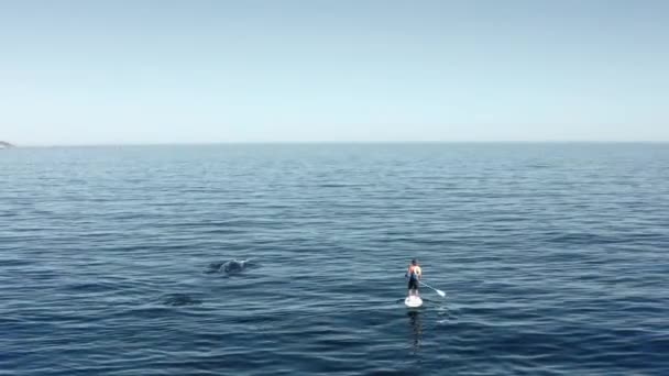 Man Sup Encounters Whale Breaching Next Him Wildlife Encounter Open — Stock Video