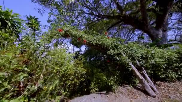 우리가 코스타 아메리카의 정원의 촬영을 때우리는 노란색으로 정글을 수있었고 카메라는 — 비디오