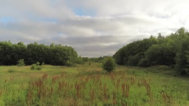 Vue Aérienne Volant Basse Altitude Travers Une Prairie Luxuriante Bruyères — Video