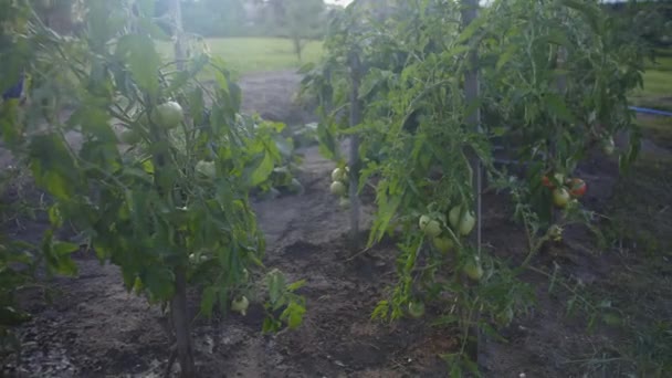 Pan Tomate Arbusto Tomates Verdes Que Crecen Suelo — Vídeos de Stock