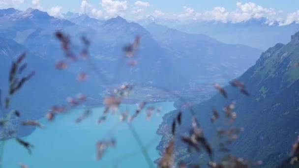 在晴朗的 蓝色的 阳光灿烂的日子里 美丽的布里恩兹湖和瑞士阿尔卑斯山周围的群山映衬着美丽的花朵 前景一片光明 — 图库视频影像