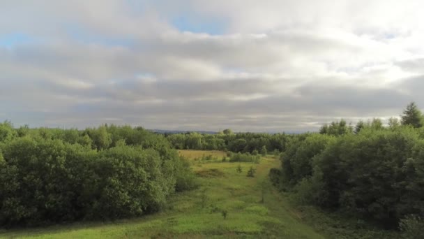 Vista Aerea Volare Dalla Lussureggiante Foresta Verde Bosco Open Space — Video Stock