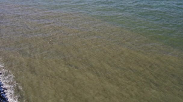 Una Bandada Pelícanos Marrones Formación Vuela Hacia Golfo México — Vídeos de Stock