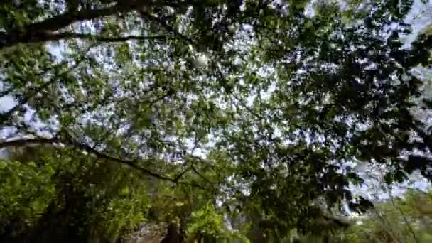 パヴォネス コスタリカの道路脇にあるジャングルの木の庭を旅していると 彼の緑の黄色のジャングルが見え カメラが庭の中に入る — ストック動画