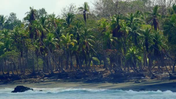 Statyczne Szczegółowe Zdjęcia Niesamowitej Plaży Dżungli Palm Pavones Kostaryka Podczas — Wideo stockowe