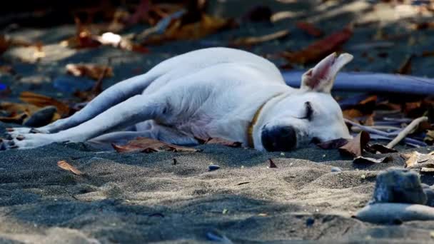 Неймовірна Статична Стрілянина Білого Вуличного Пса Лежала Піску Пляжу Коста — стокове відео