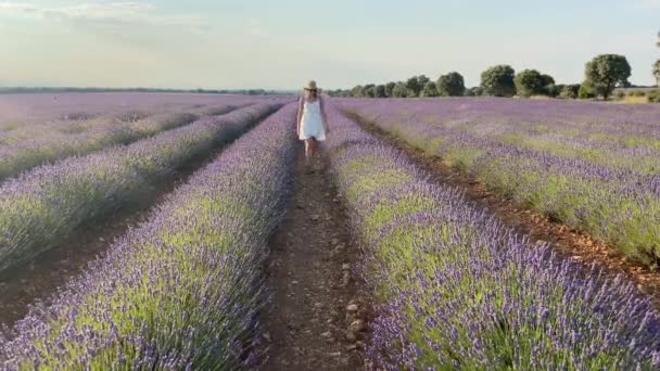 Menina Loira Muito Caucasiana Caminhando Direção Câmera Através Campo Lavanda — Vídeo de Stock