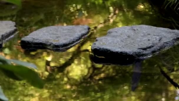 Ein Paar Geht Über Trittsteine Auf Spiegelndem Wasser — Stockvideo