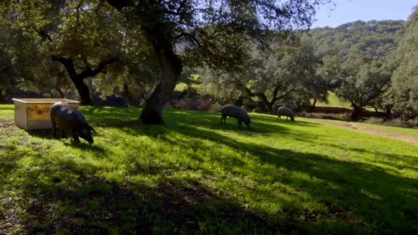 緑の緑の草原で木の下で次に食べる放牧中のピグレットグループの静的な撮影シエラ アラセナそのコルクオークから秋には豚は夏の晴れた日に食べる — ストック動画