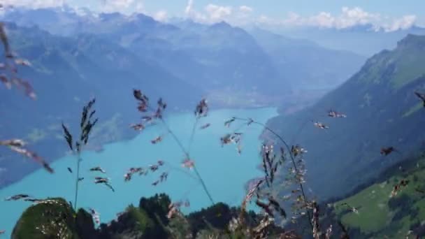 Buen Tiro Algunas Hermosas Flores Con Una Maravillosa Vista Del — Vídeos de Stock