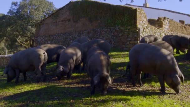 Pousse Statique Porcelets Groupe Tout Broutant Manger Côté Arbre Dans — Video