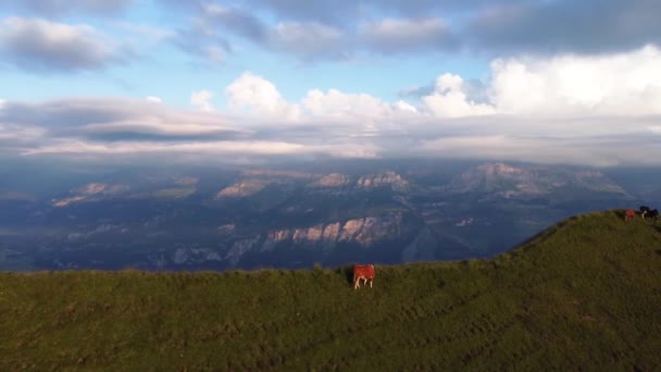 Egy Tehén Legelészik Svájci Hegyekben Kilátással Swizz Alpokra Naplementekor — Stock videók