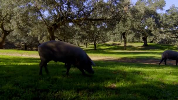 緑の丘の緑の牧草地で次の木の下で食べる放牧中のピグレット群の広い旅行撮影シエラ アラセナそのコルクオークから秋には豚は夏の晴れた日に食べる — ストック動画
