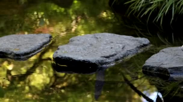 Retired Woman Walks Stepping Stones Reflective Water — Stock Video