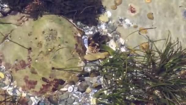 Koro Deniz Otları Kaslar Kuzeybatı Kıyısı Gelgit Havuzunda — Stok video
