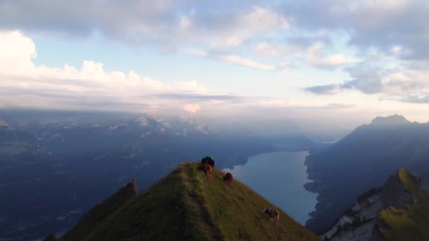 Grupp Kor Står Toppen Ett Berg Schweiz Och Betar Med — Stockvideo