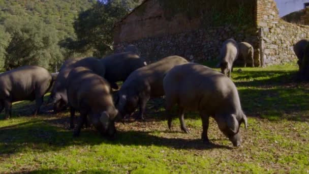 Static Shoot Piglets Family While Grazing Eating Next Tree Green — Stock Video