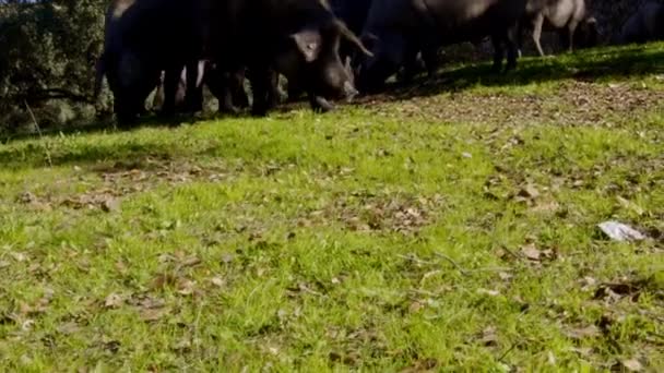 Low Angle Detail Shoot Piglets Group While Grazing Eating Next — Stock Video