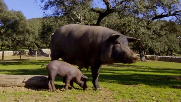 Brote Detallado Lechones Mientras Pastan Junto Cámara Bajo Árbol Prado — Vídeos de Stock