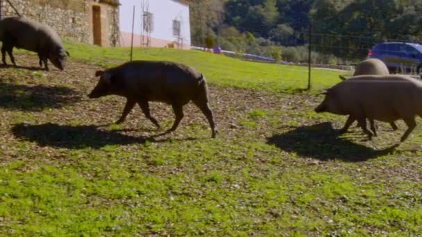 Porcs Pâturage Montrant Majesté Splendeur Champ Aracena Huelva Avec Toutes — Video