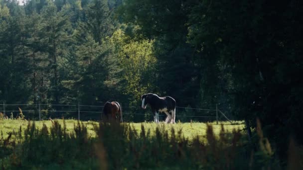 两匹马享受夏天 — 图库视频影像