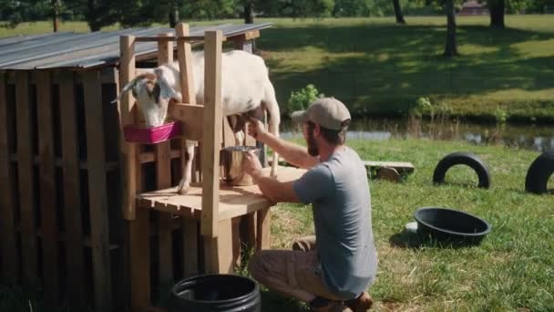 年轻农民挤奶白山羊装满一桶新鲜健康的牛奶 离网的农村生活方式 — 图库视频影像