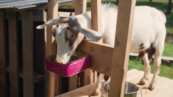 Ung Get Mjölkning Medan Äter Från Trästaket Lantbruk Livsstil — Stockvideo
